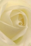 This image invites you to the heart of a cream-white rose, its unfurling petals forming a serene spiral reminiscent of quiet mornings in Colney Hatch. The silky matte texture seems to glow under gentle, natural light, while muted shadows curl softly between each fold, deepening the bloom's tranquil atmosphere. There's a sense of solace and new beginnings evoked by the composition-qualities often beloved by Colney Hatch families for messages of sympathy, appreciation, or celebration. The close perspective highlights the intricate craftsmanship, revealing how a skilled local florist shapes every petal to perfection. Beyond what's seen, there's an imagined breath of fresh rose fragrance, subtle and restorative-a scent that lingers in the peaceful spaces of Colney Hatch homes. The artistry and emotion embodied in this flower make it an exquisite choice for commemorating significant life moments, beautifully echoing the area's genuine spirit and grace.